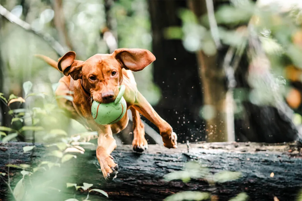 在Gut Hügle体验农庄享受携犬假期